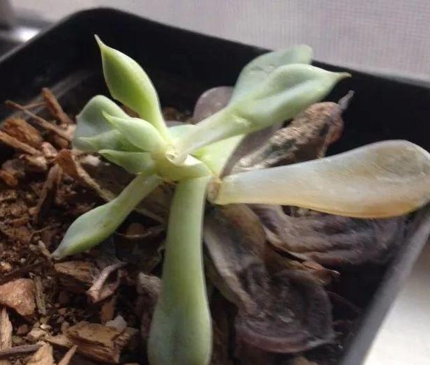 夏天温度高多肉怎么办,高温天气多肉处理方法视频