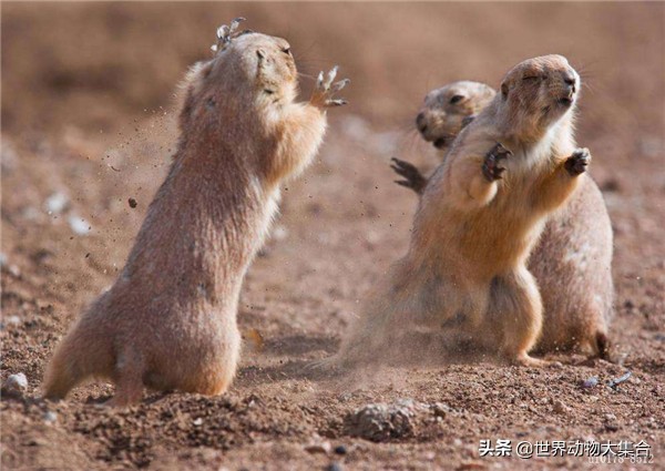 抖音土拨鼠是谁,抖音最近很火的土拨鼠是什么