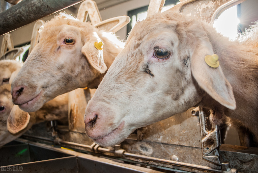 羊场驱蚊虫的最好方法,羊场驱除蚊蝇的7种小方法