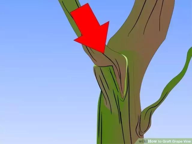 葡萄的表面白霜很多表明很新鲜吗,葡萄上的那层白霜是可以吃的吗