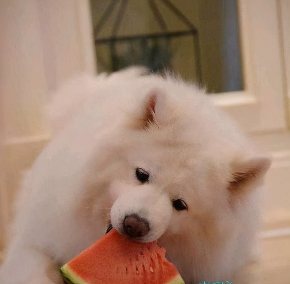 公认最贪吃的五种狗狗,什么宠物狗最挑食吃狗粮