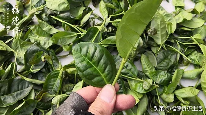 永春佛手春茶,永春佛手茶叶产区