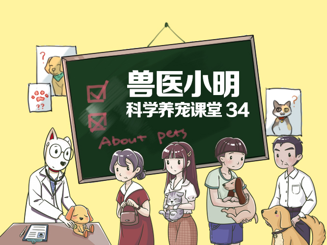 牵引绳胸背带怎么用,牵引绳胸背带选择