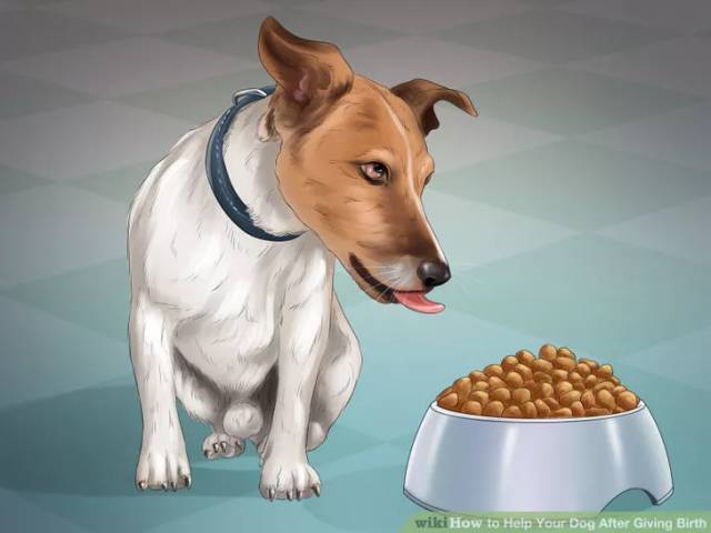 狗狗坐月子该注意什么,狗狗例假期间注意哪些