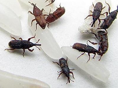 国外网友分享的动植物昆虫笔记,北方常见的昆虫科普知识大全集