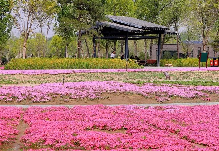 北京五环最美花海,附近免费景点踏青网红打卡地