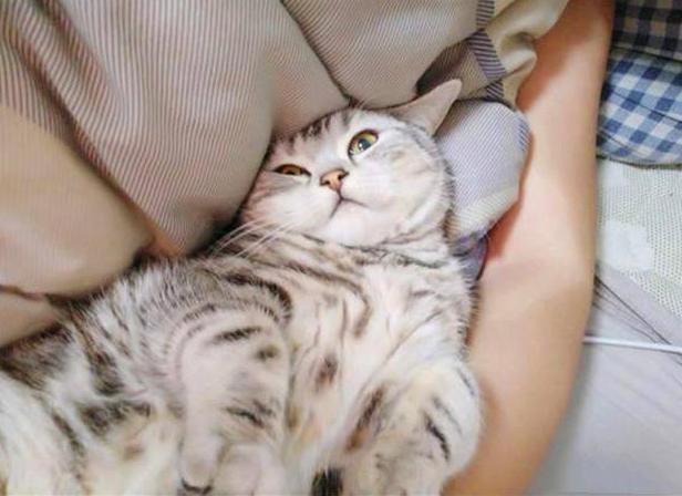 养猫首选这几种猫既便宜又好养,养猫新手适合养什么猫500元左右