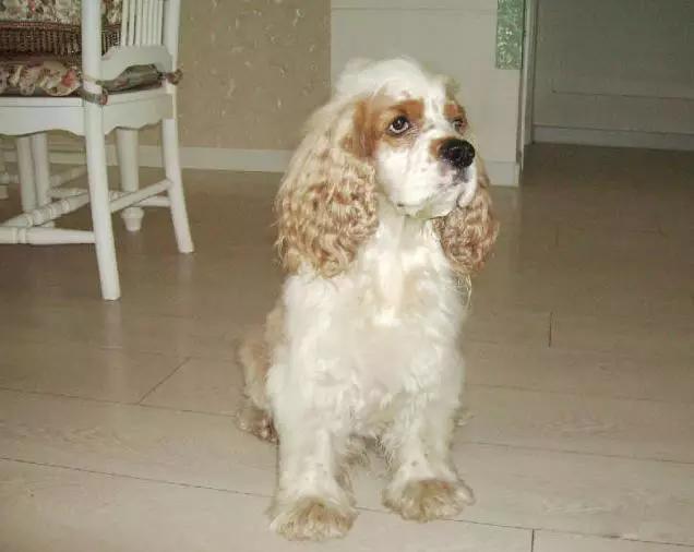 45种狗狗很难得一见你认识几种,45种最难得一见的狗