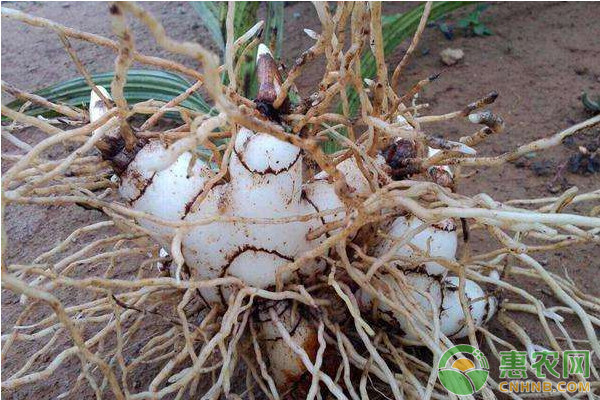 白芨快速繁殖栽培技术要点,白芨如何育苗视频