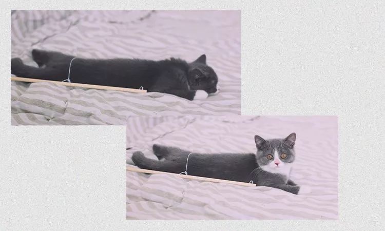 “情人节，男朋友送了我一头羊，现杀的”