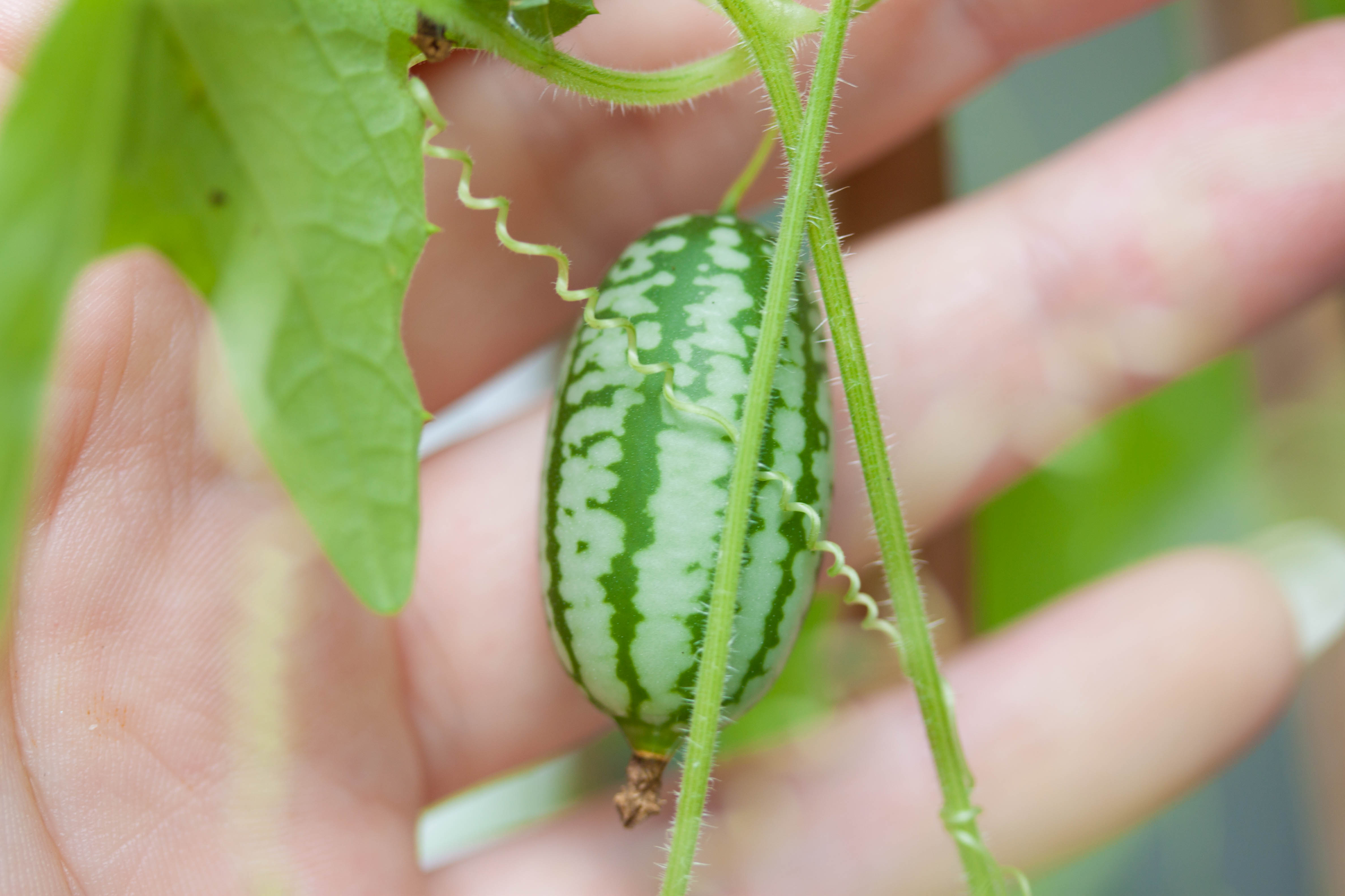 世上最奇特的水果你吃过几种呢,世界上最奇怪的水果是什么水果