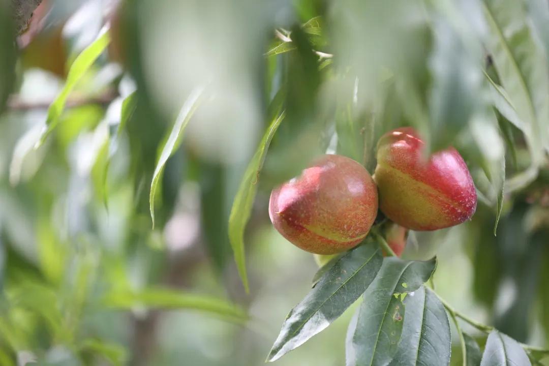 红红油桃挂枝头，这个五月“桃”你欢心