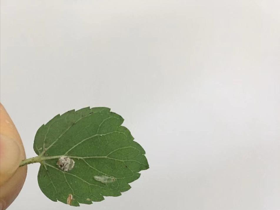 蚜虫的天敌除了七星瓢虫还有什么,蚜虫不是益虫吗