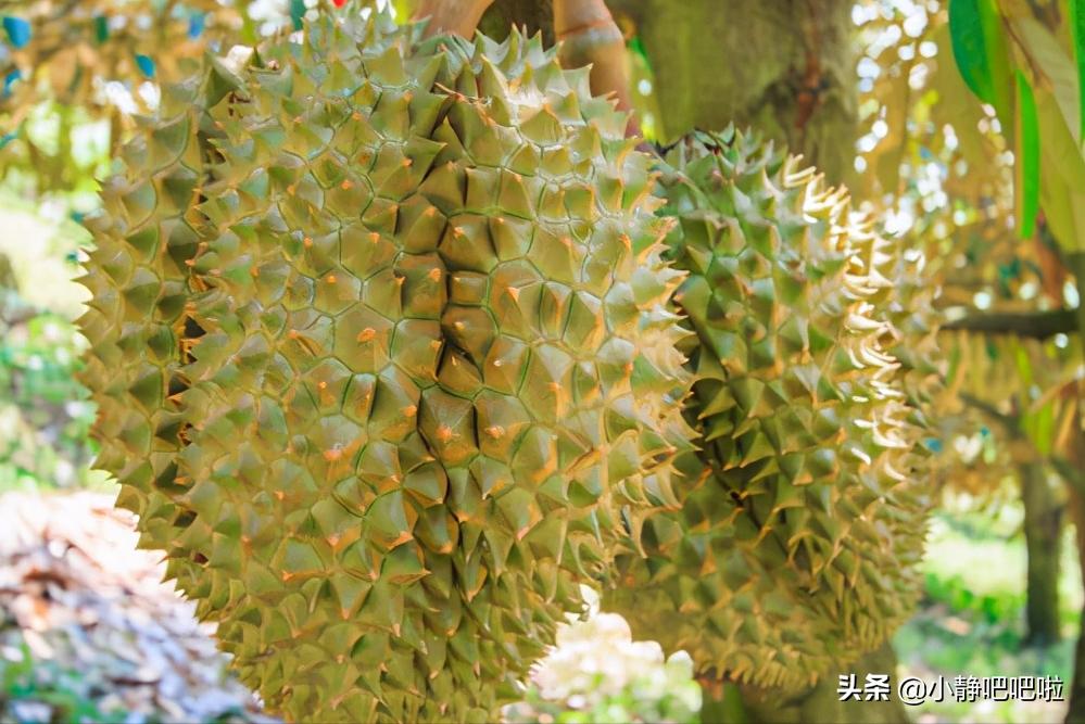 你不知道的国家冷知识尼泊尔,真实的印度尼西亚