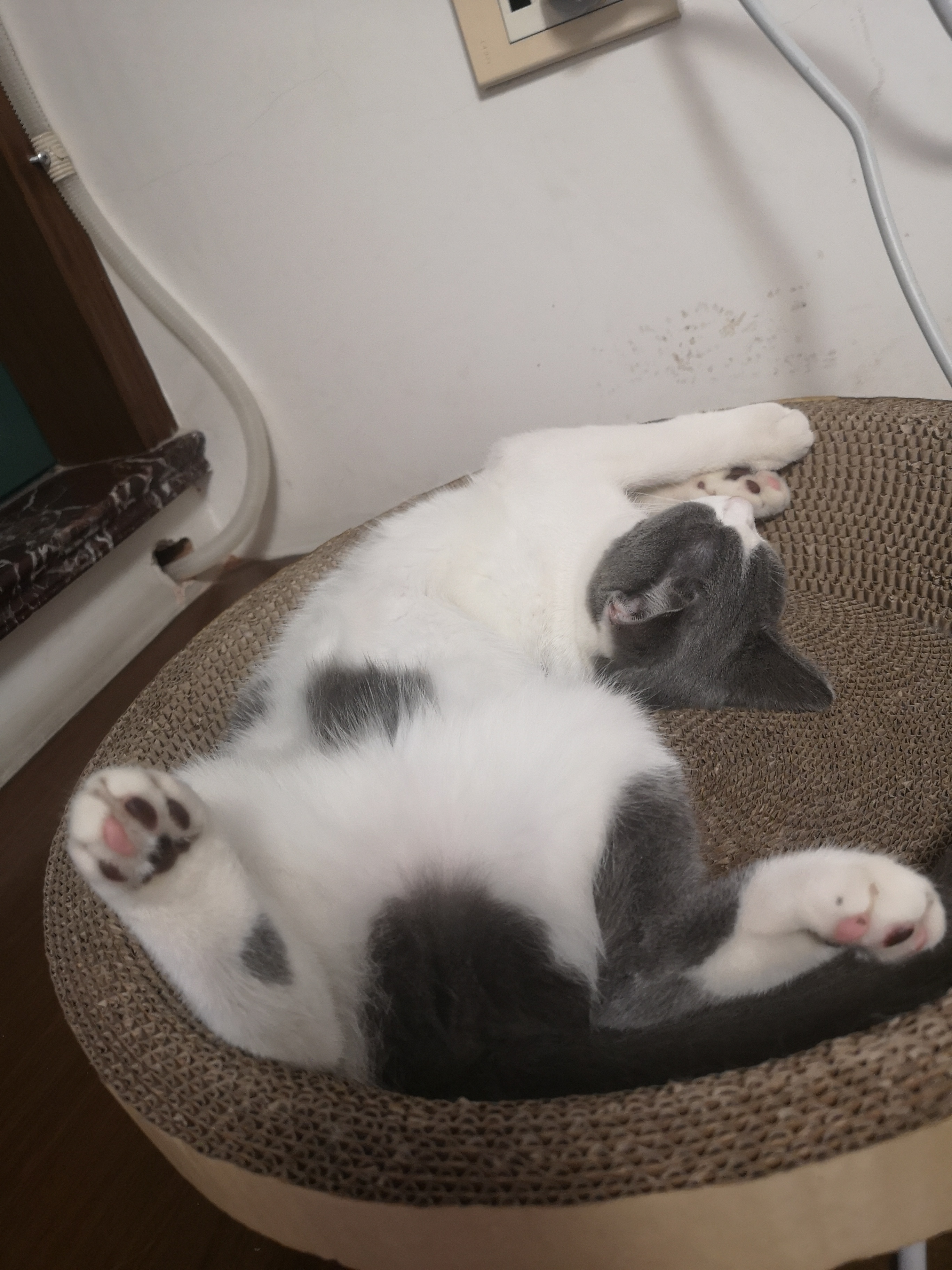 猫咪最佳繁育季节,春天来了又到了猫咪繁殖的季节