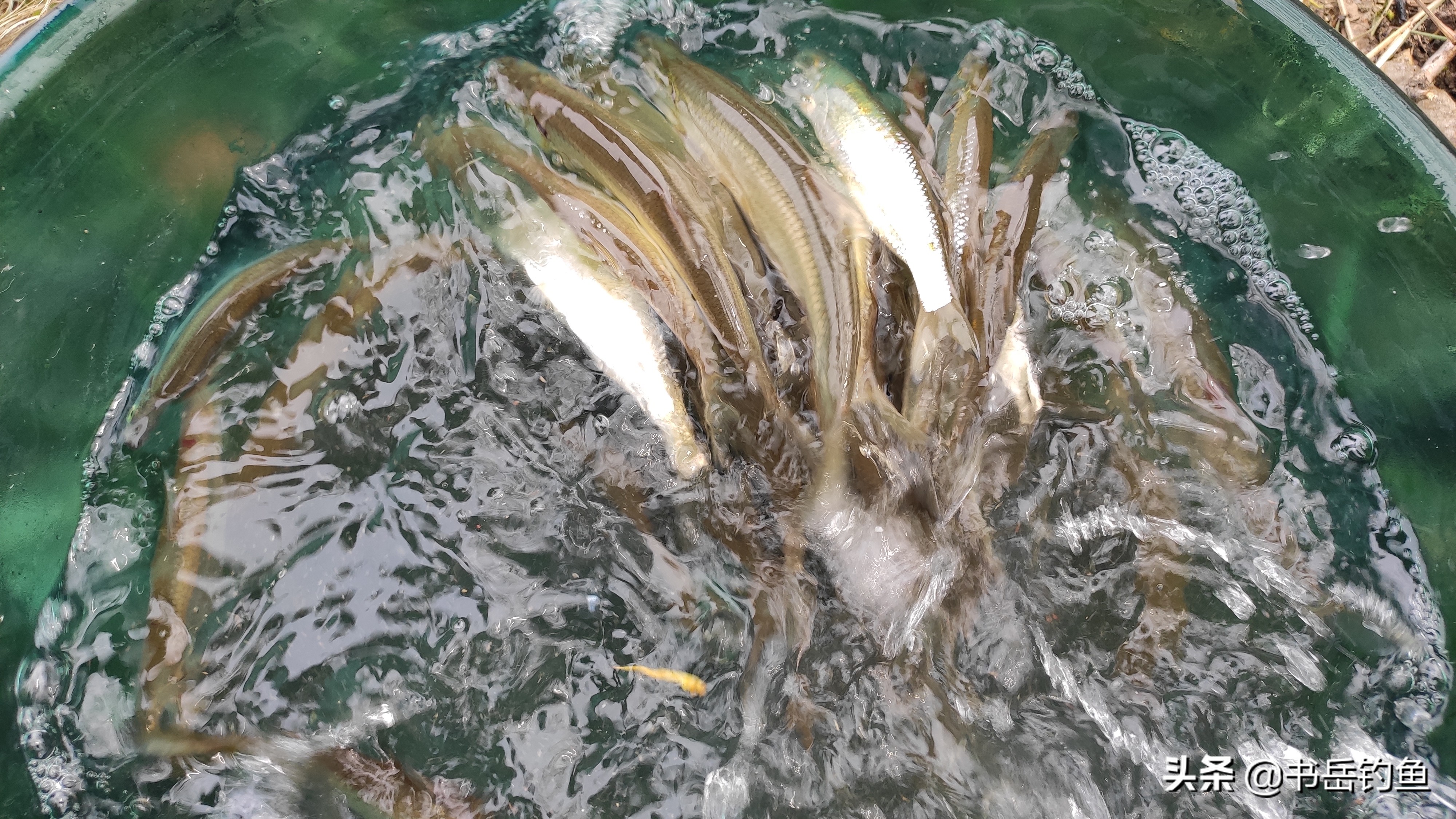 白条鱼闹窝怎么办,白条闹窝的调整思路