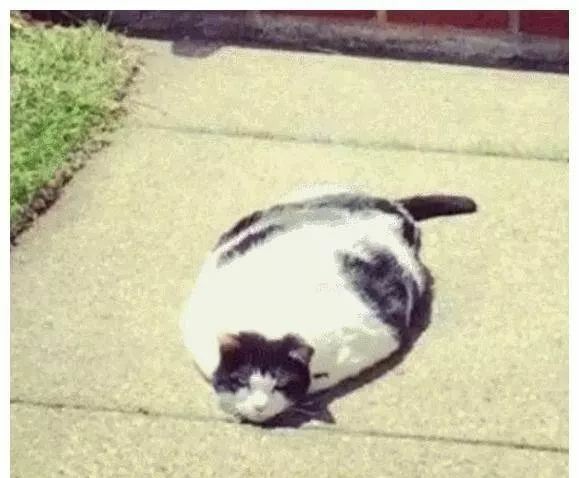 猫咪随时随地都能睡着的神奇生物,猫咪是一种特殊的液体你知道吗