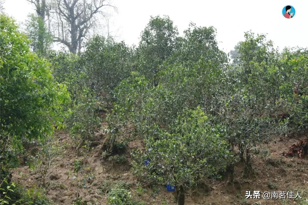 冰岛老寨大秋茶园的茶是真的吗,冰岛五寨之一糯伍什么口感