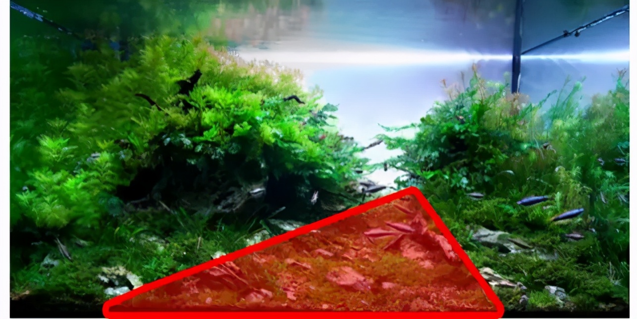 三角形构图水族造景,水族造景构图黄金比例