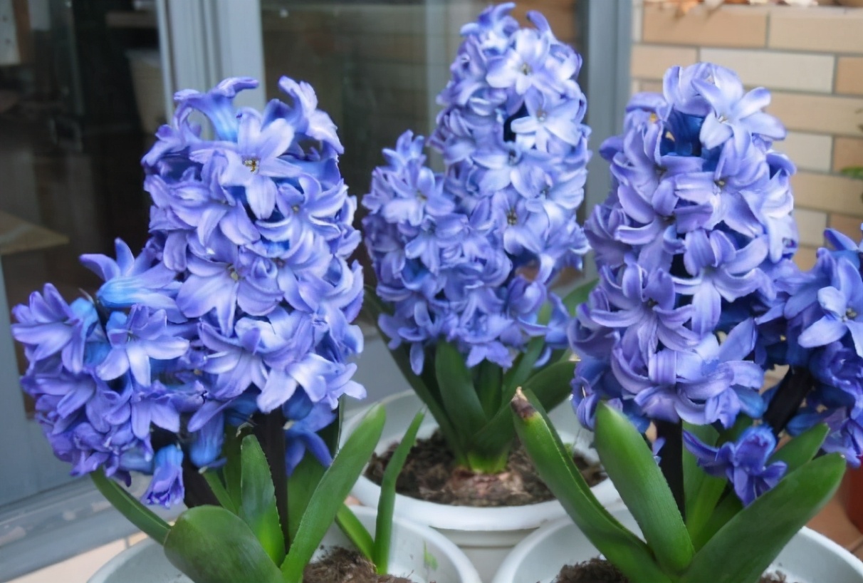 6种香味好闻又高级的花卉植物,香味最好闻的室内花卉