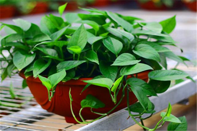 土培绿萝烂根可以直接浇多菌灵吗,绿萝这样养超级简单叶不黄根不烂