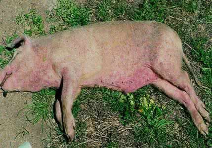 猪感染链球菌的症状及治疗,猪链球菌感染最佳治愈方法