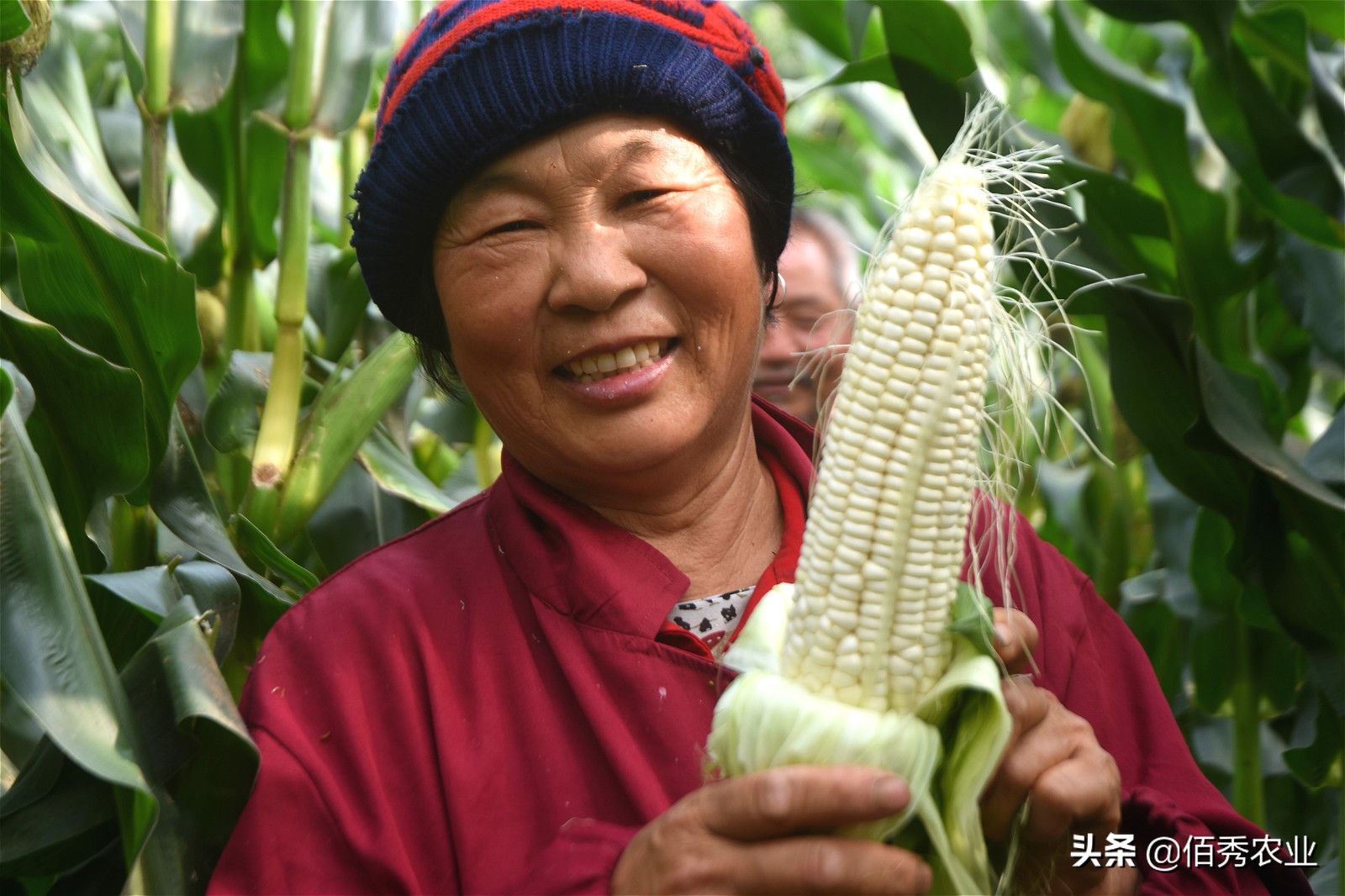 50亩田种萝卜一年多少成本,沙地种萝卜1亩赚多少钱