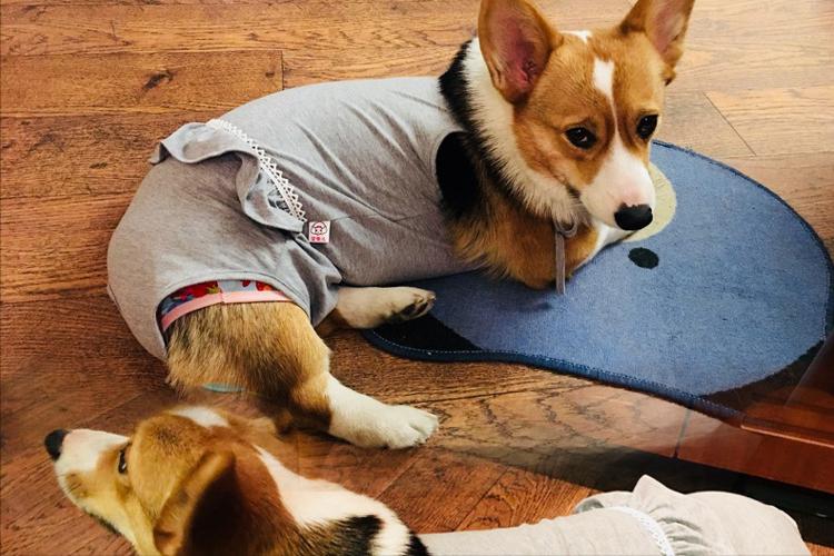 公柯基一岁半突然尿血但精神正常,母柯基老是尿血怎么回事啊