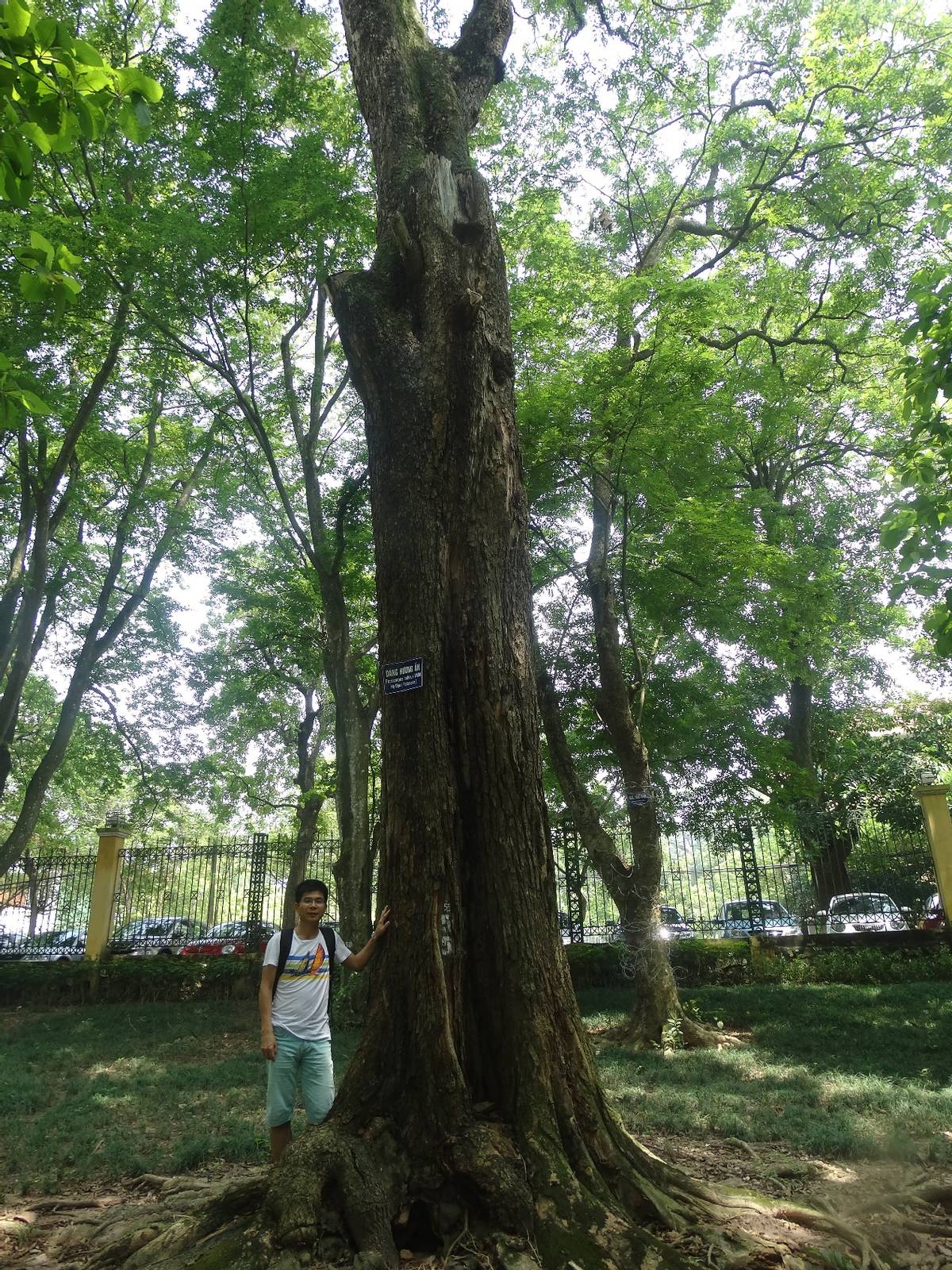 红木文化课程受追捧50多所大学在线选修众人自发在线学习