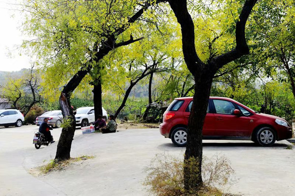 古枣林，古村落……湖北随县华宝村“红玉”飘香，值得你来看