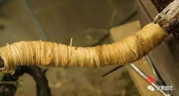 盆景基础入门教学视频,临崖式盆景怎么造型