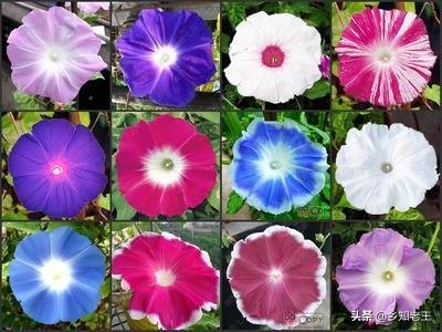 花草苗木界的“神苗”，美丽的背后步步惊心，最终坑了谁？