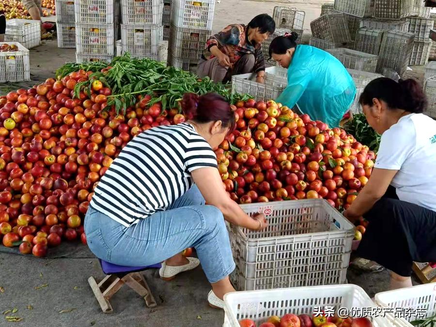 这颗桃不一般！看麻兰油桃如何“桃”人欢心