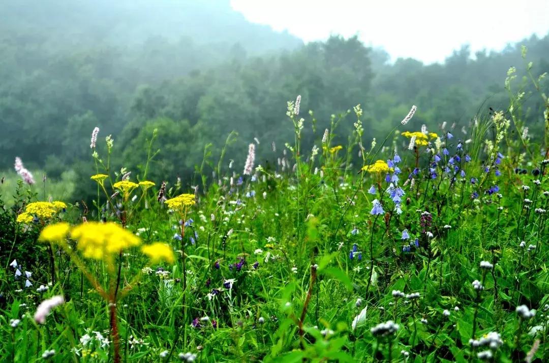 清明去哪儿玩|盘点那些值得打卡的北京周边小众景点！