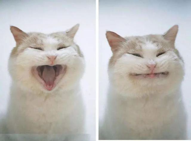 我的猫一直吐舌头喘,如何判断猫是否得猫口炎