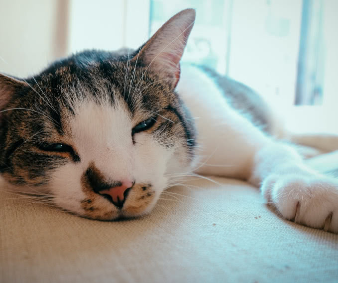 猫咪的肉垫有哪些,猫咪的肉垫特别红