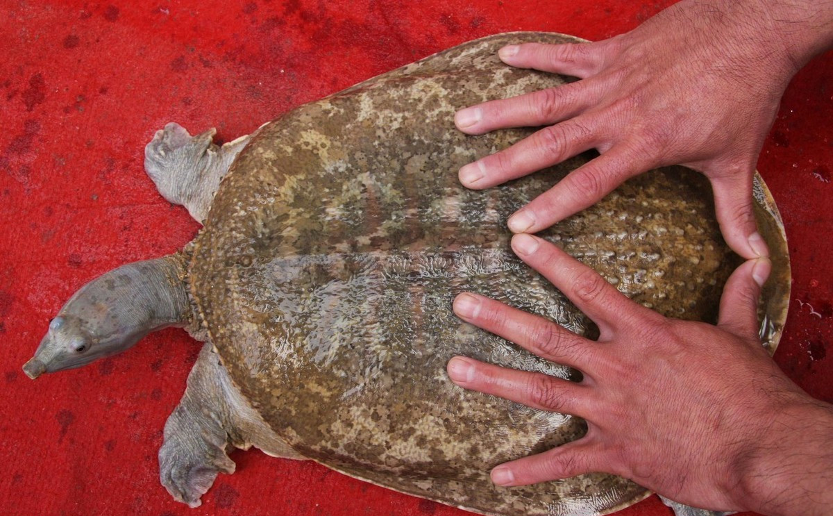 过去农村常见的甲鱼，为何现在很少再见了？