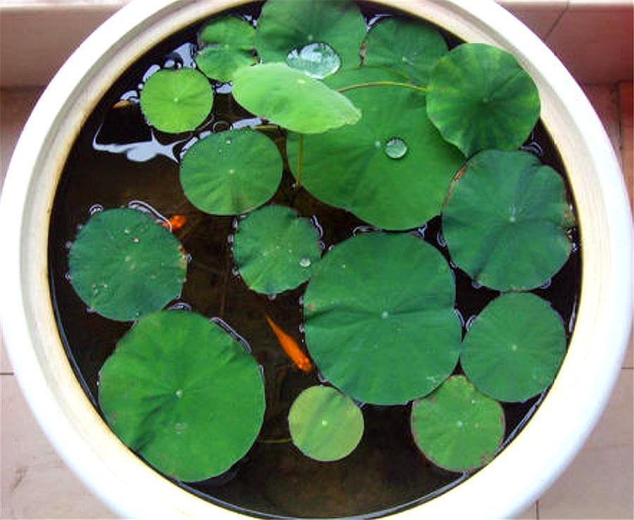 碗莲种植方法及生根方法,碗莲种植方法开花全过程