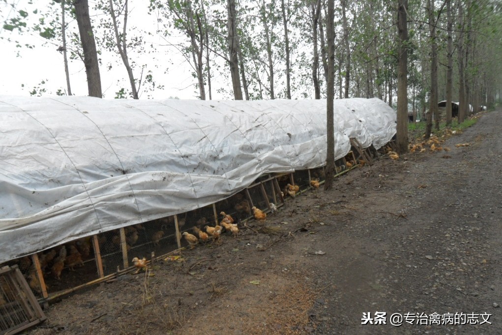 养殖简易大棚搭建成本多少钱一亩,养殖大棚如何节约成本