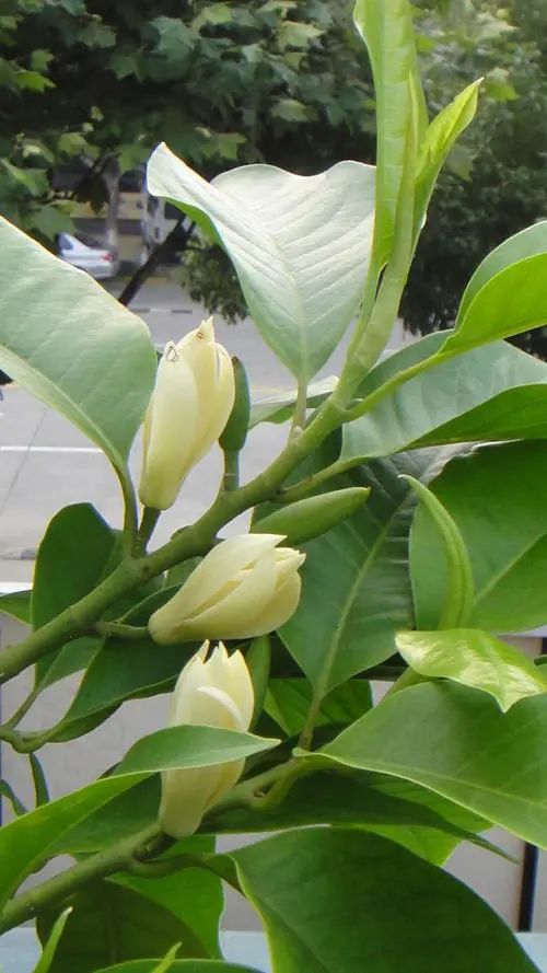 白兰花原生苗好还是嫁接苗好,刚种的白兰花缓苗期多久