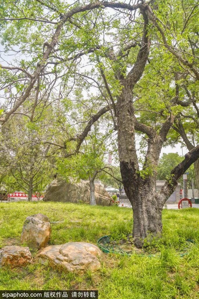 紫色花海免费版,紫色花海免费