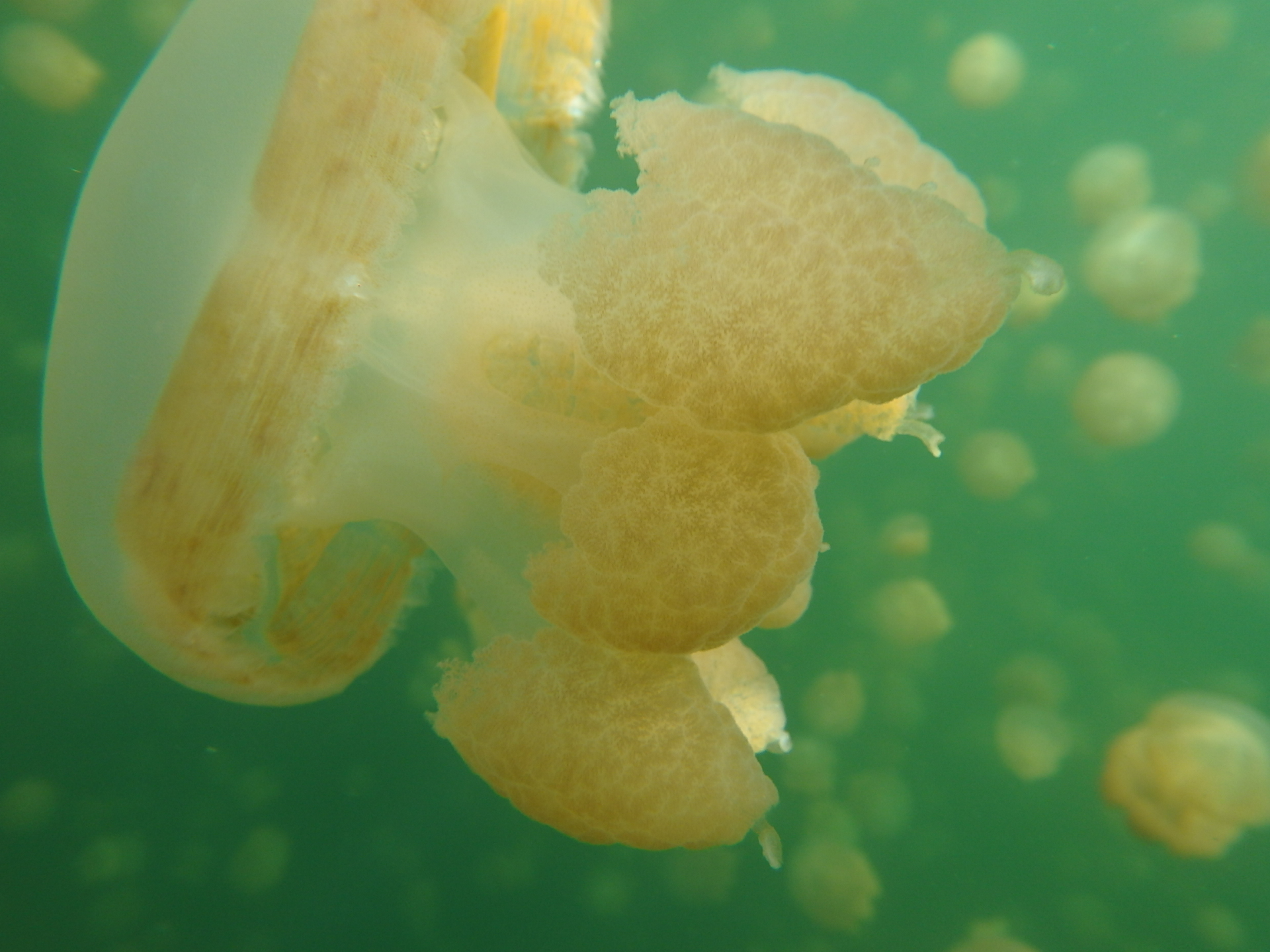 帕劳太平洋水族箱,潜水胜地帕劳水族箱