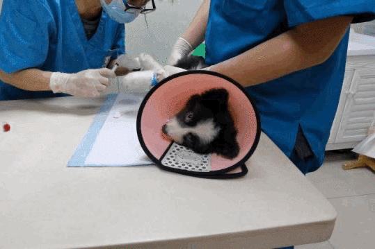 卡布：来自一只三个月大的边境牧羊犬，一封遗留在人间的草稿