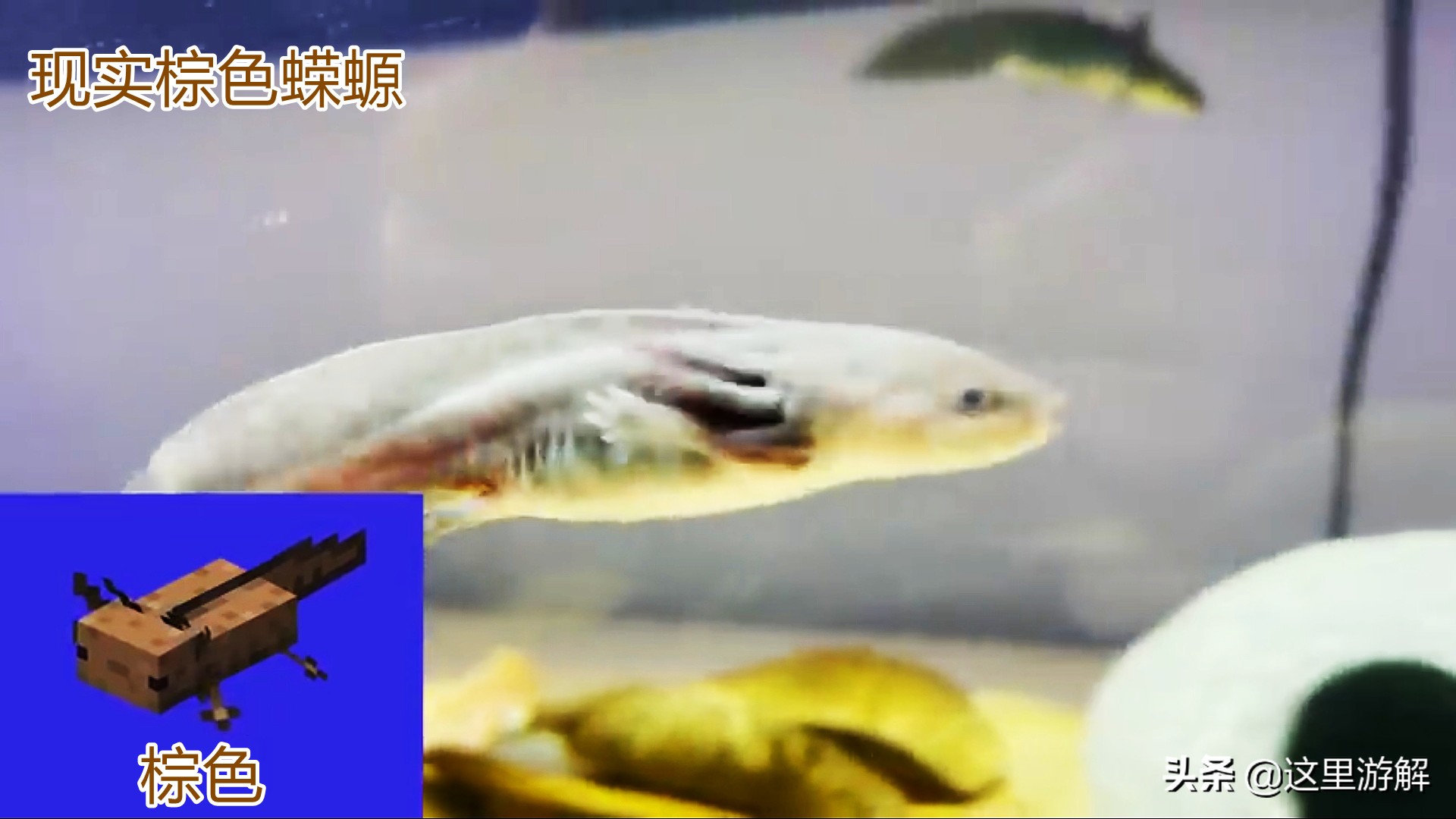 我的世界蝾螈在水里消失了,我的世界真实的蝾螈模组