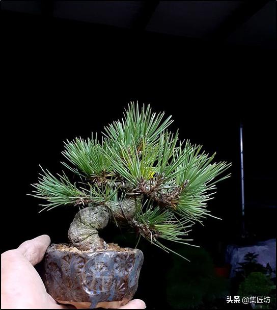 黑松盆景叶子都枯死了还能救活吗 (黑松盆景枯叶病怎么治疗)