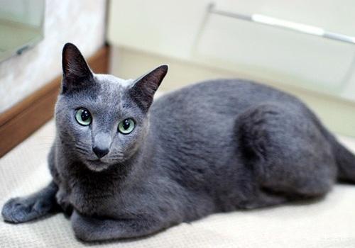 世界45种名犬图片大型犬,世界100种猫图片