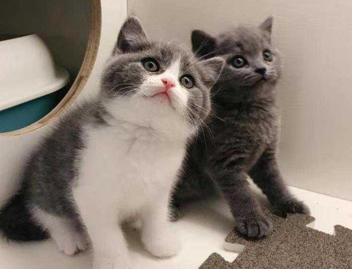 养英短的好处,养英短的好处和坏处