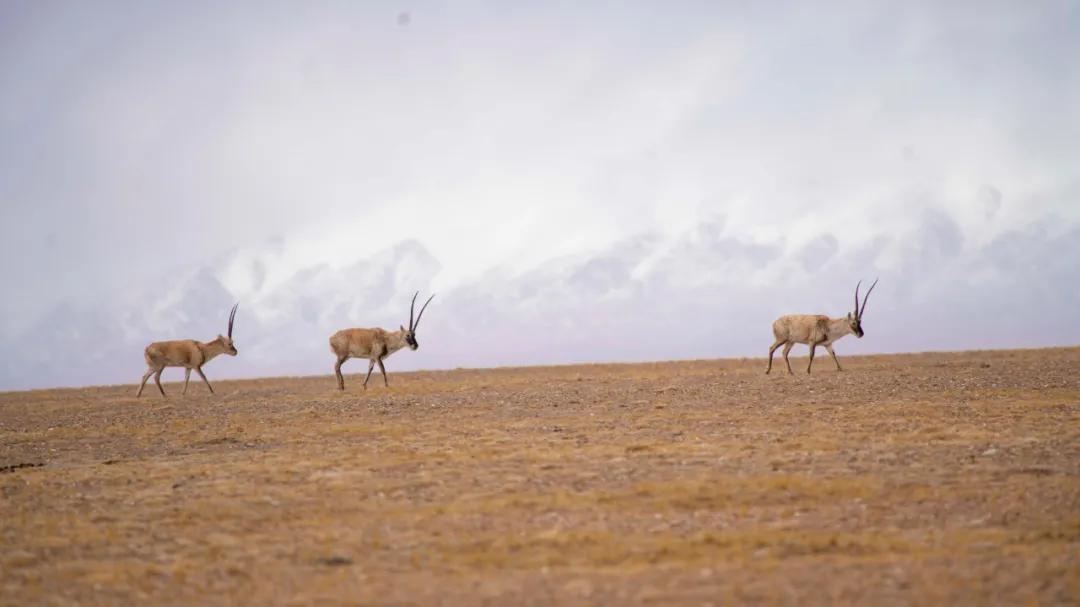 可可西里救援视频,可可西里生死救援