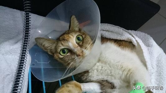 猫会传染艾滋病给人吗,艾滋猫是怎么回事