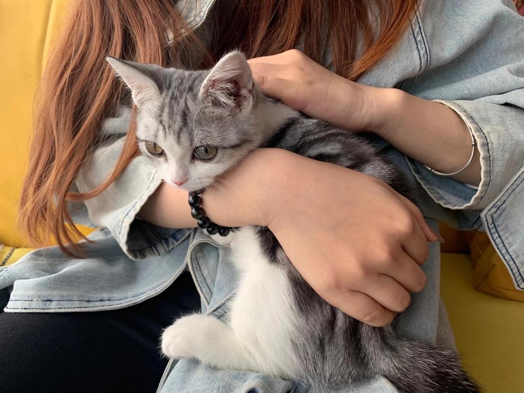 秦皇岛这只网红猫日常“巡逻”你见过吗?岛上还有这些撸猫好去处~